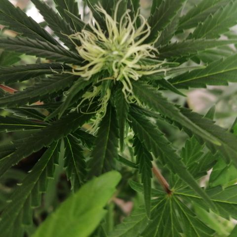Genética desconocida growlog timeline photo