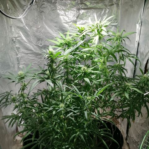 Genética desconocida growlog timeline photo