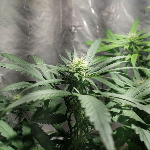 Genética desconocida growlog timeline photo
