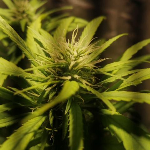 Mango kush  growlog timeline photo