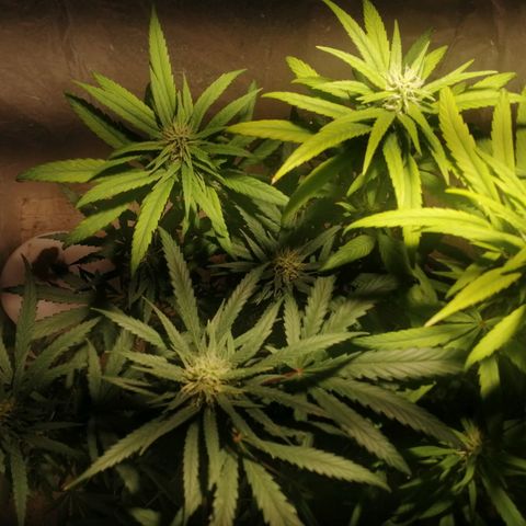 Mango kush  growlog timeline photo