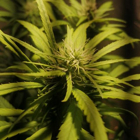 Mango kush  growlog timeline photo