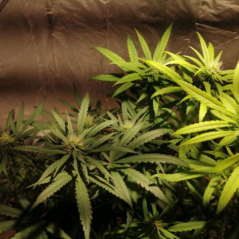 Mango kush  growlog timeline photo