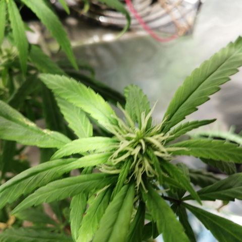 Mango kush  growlog timeline photo