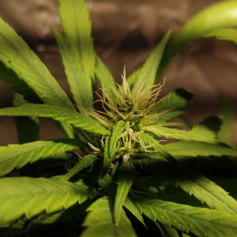 Mango kush  growlog timeline photo