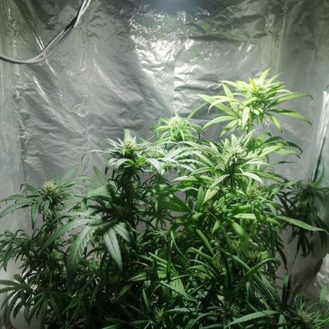 Mango kush  growlog timeline photo