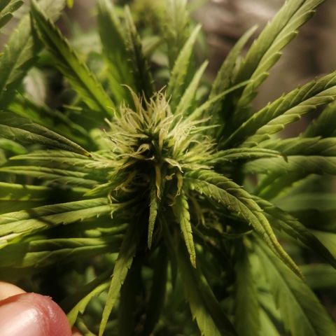 Mango kush  growlog timeline photo