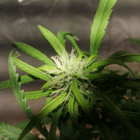 Mango kush  growlog timeline photo
