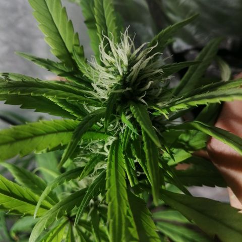 Mango kush  growlog timeline photo