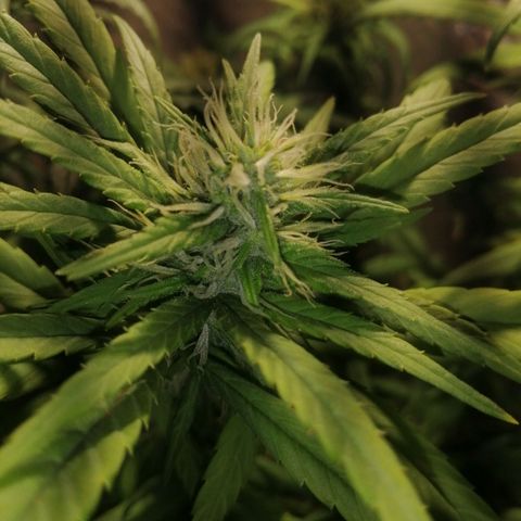 Mango kush  growlog timeline photo