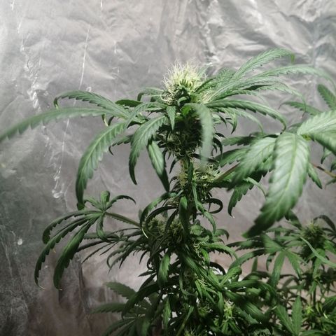 Genética desconocida growlog timeline photo
