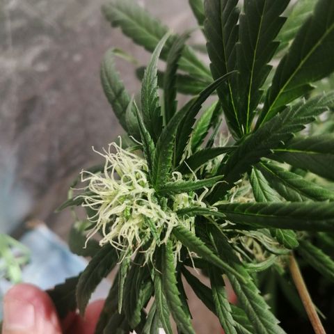 Genética desconocida growlog timeline photo