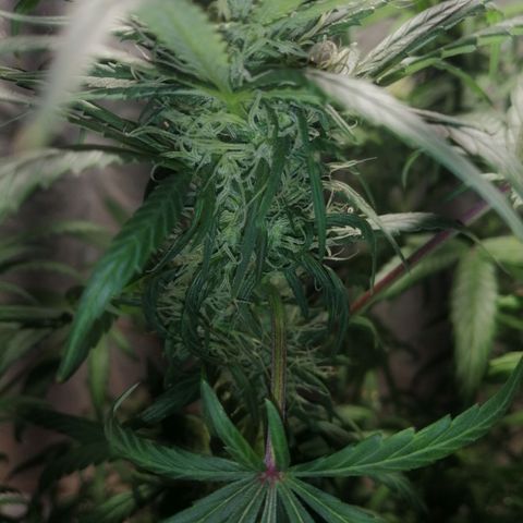 Genética desconocida growlog timeline photo
