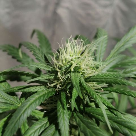 Genética desconocida growlog timeline photo