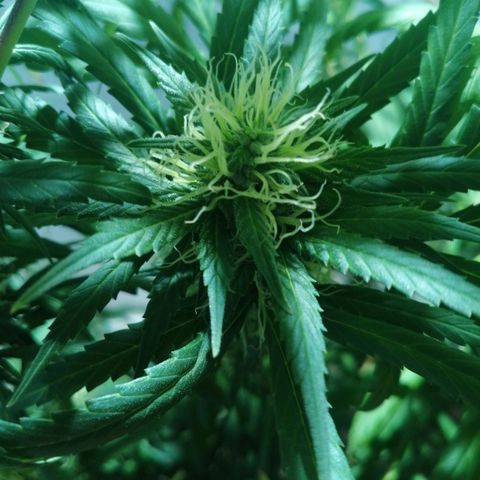Genética desconocida growlog timeline photo