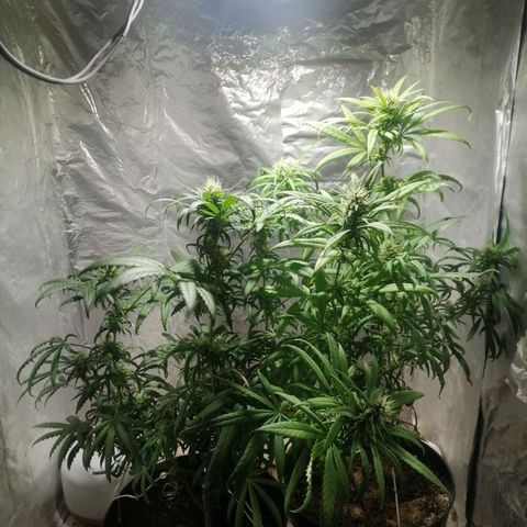 Genética desconocida growlog timeline photo