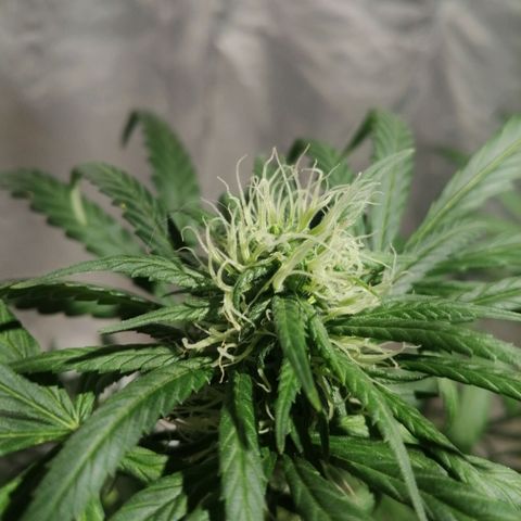 Genética desconocida growlog timeline photo