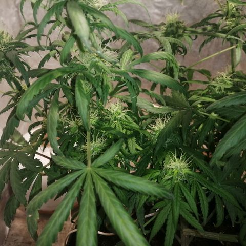 Genética desconocida growlog timeline photo