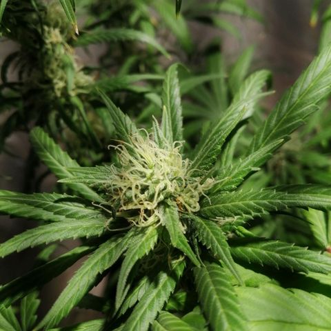 Genética desconocida growlog timeline photo