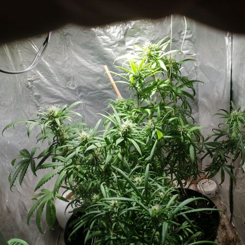 Mango kush  growlog timeline photo