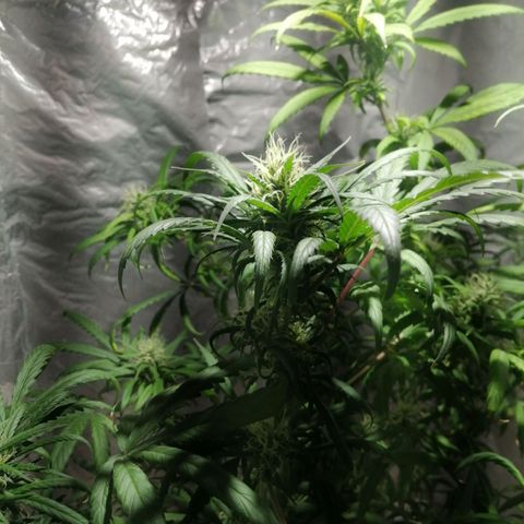 Mango kush  growlog timeline photo