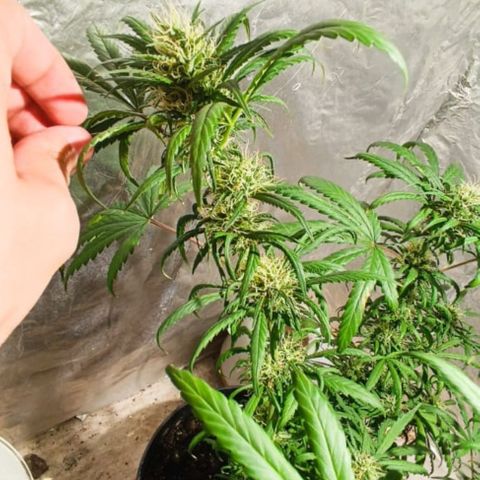 Genética desconocida growlog timeline photo