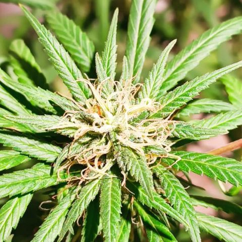 Genética desconocida growlog timeline photo