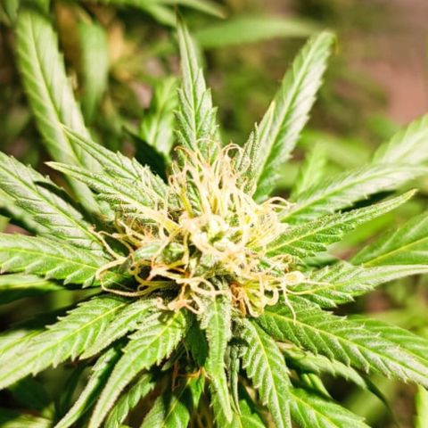 Genética desconocida growlog timeline photo