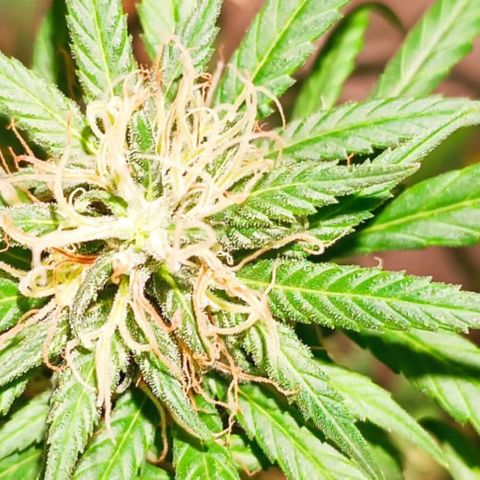 Genética desconocida growlog timeline photo