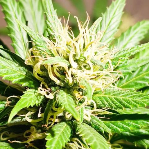 Genética desconocida growlog timeline photo