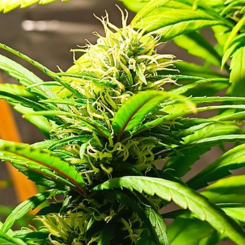 Mango kush  growlog timeline photo