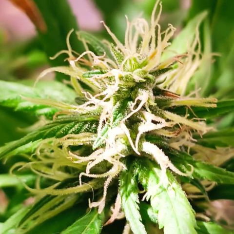Mango kush  growlog timeline photo