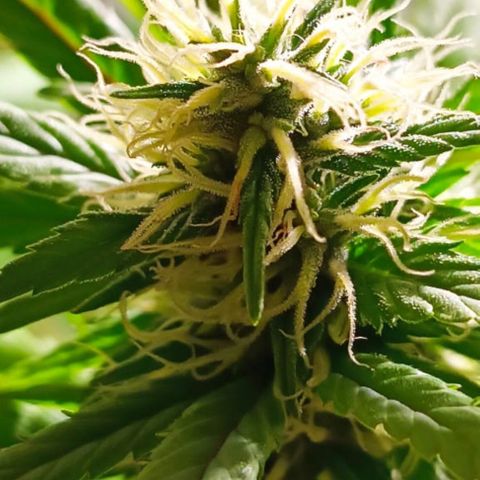 Mango kush  growlog timeline photo