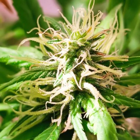 Mango kush  growlog timeline photo