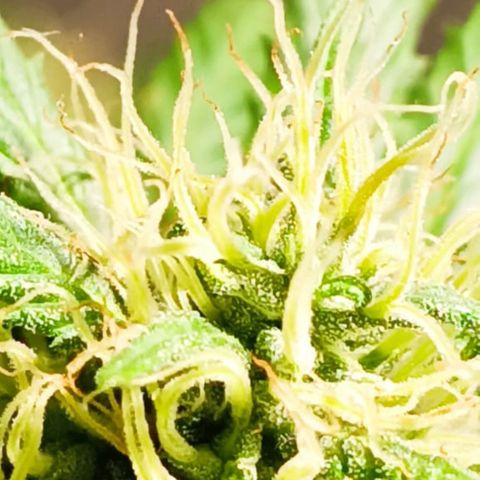 Mango kush  growlog timeline photo