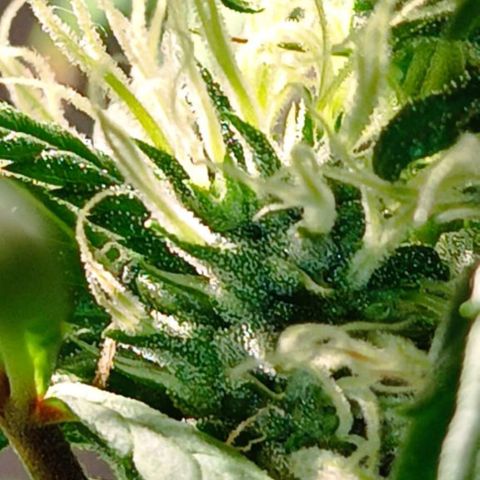Mango kush  growlog timeline photo