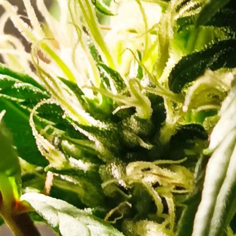 Mango kush  growlog timeline photo