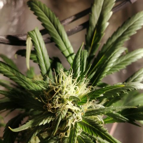 Genética desconocida growlog timeline photo
