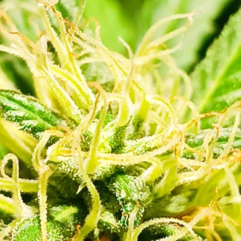Mango kush  growlog timeline photo