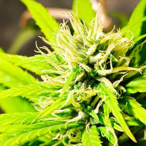 Mango kush  growlog timeline photo