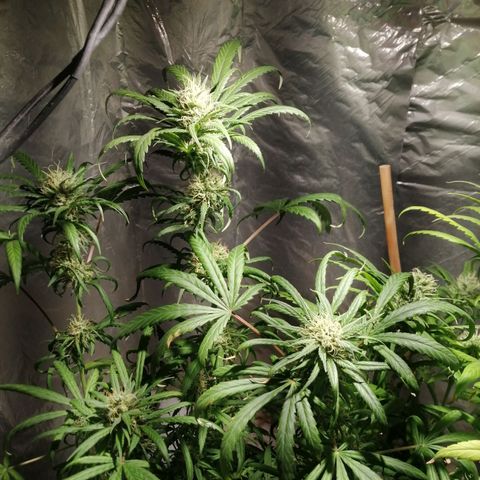 Genética desconocida growlog timeline photo