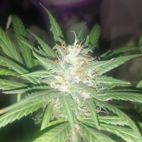 Genética desconocida growlog timeline photo