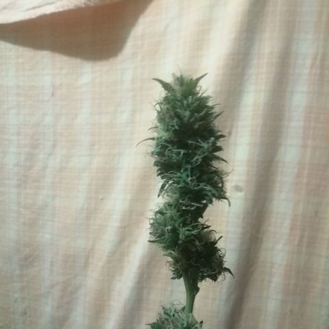 Genética desconocida growlog timeline photo