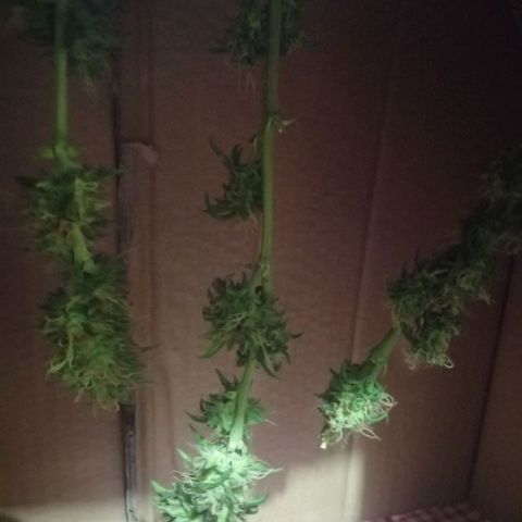 Genética desconocida growlog timeline photo