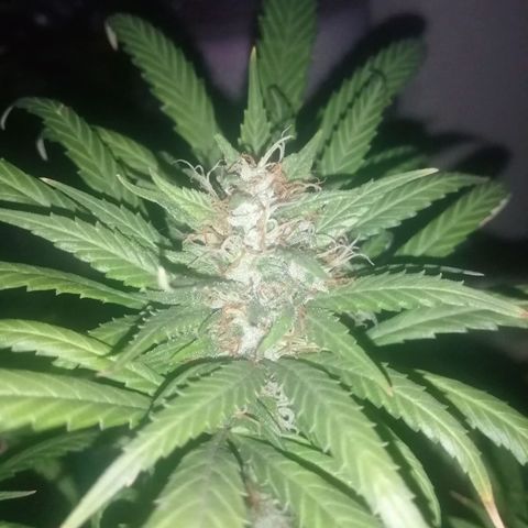 Genética desconocida growlog timeline photo