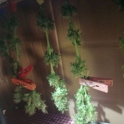 Genética desconocida growlog timeline photo