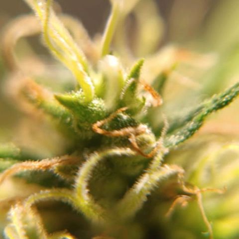 Mango kush  growlog timeline photo