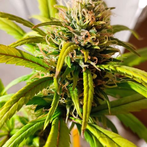 Mango kush  growlog timeline photo