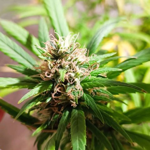 Mango kush  growlog timeline photo