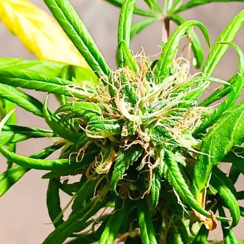 Mango kush  growlog timeline photo